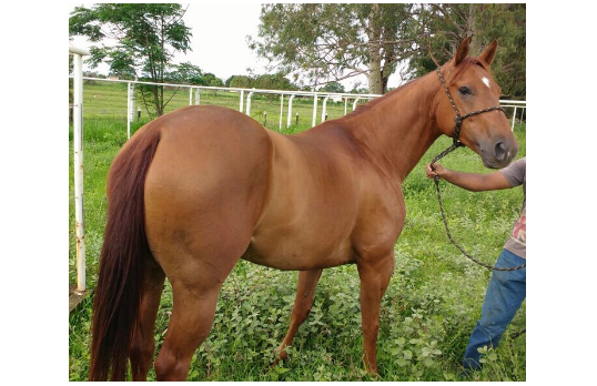 STAR SOLANO ASA